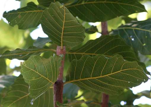 Image of Four-leaved bushwillow