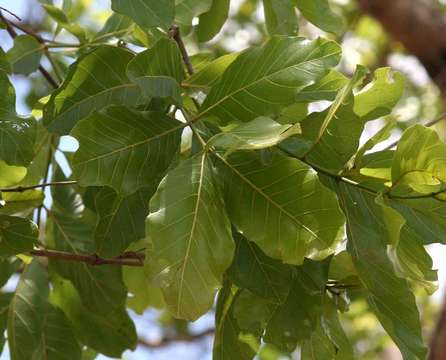 Image of Four-leaved bushwillow