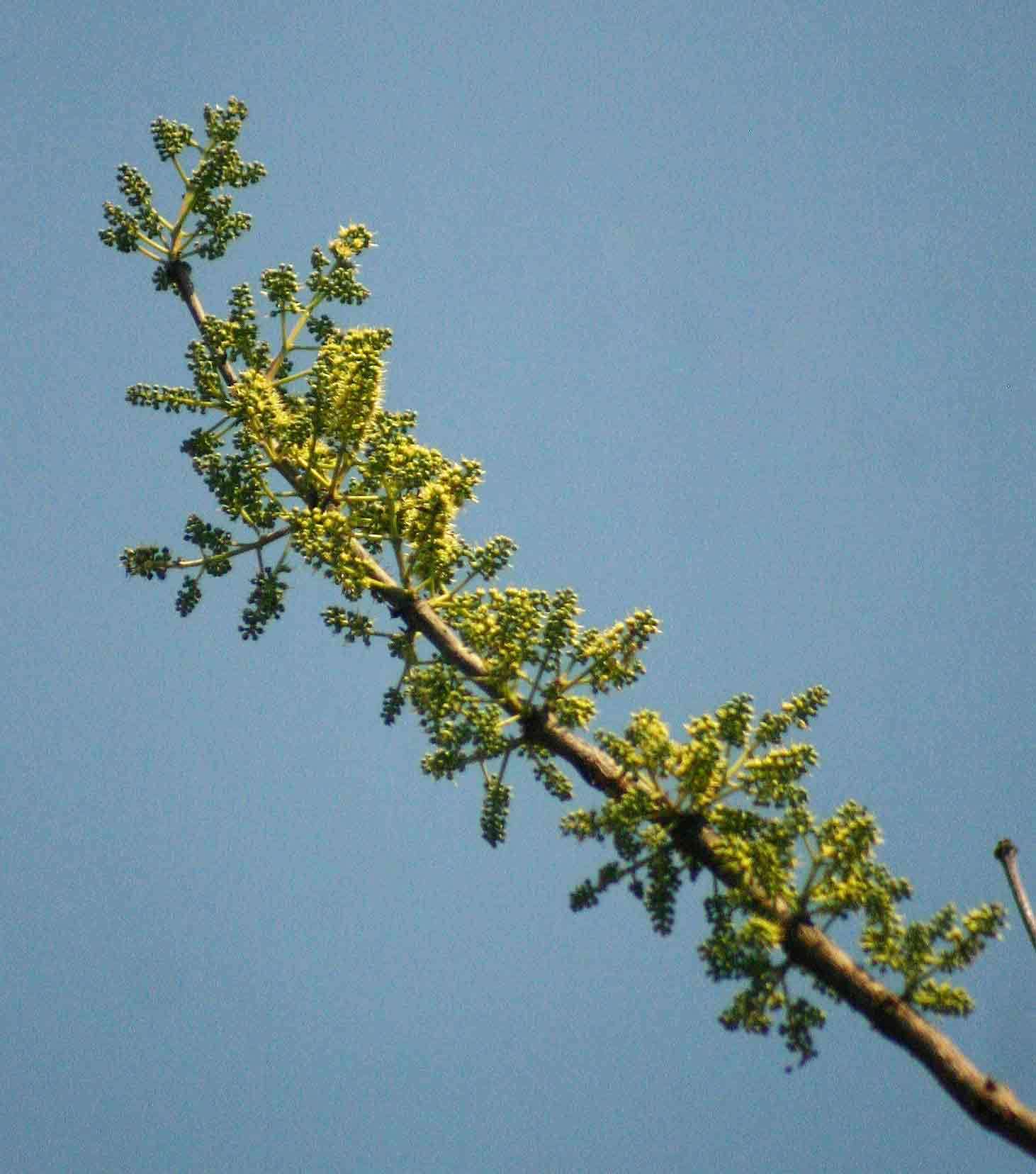 Combretum adenogonium Steud. ex A. Rich.的圖片