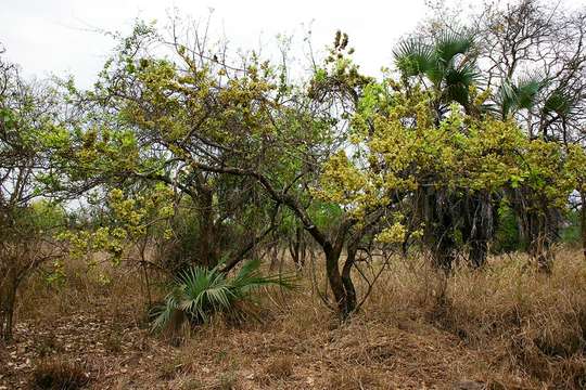 Imagem de Combretum adenogonium Steud. ex A. Rich.