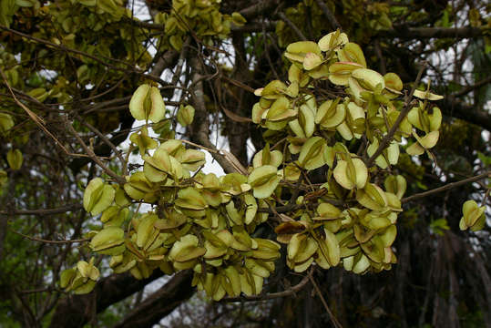 Combretum adenogonium Steud. ex A. Rich.的圖片