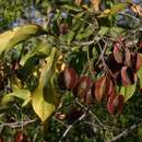 Image of Red bushwillow