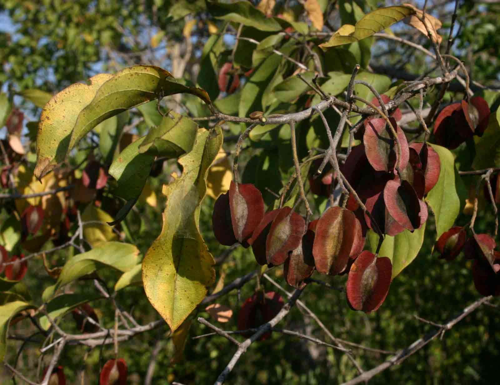 Image of Red bushwillow