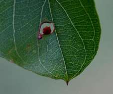 Imagem de Combretum apiculatum Sond.