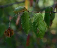 Image of Savanna bushwillow