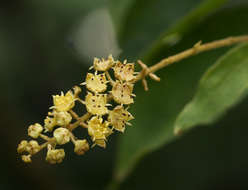 Image of Savanna bushwillow