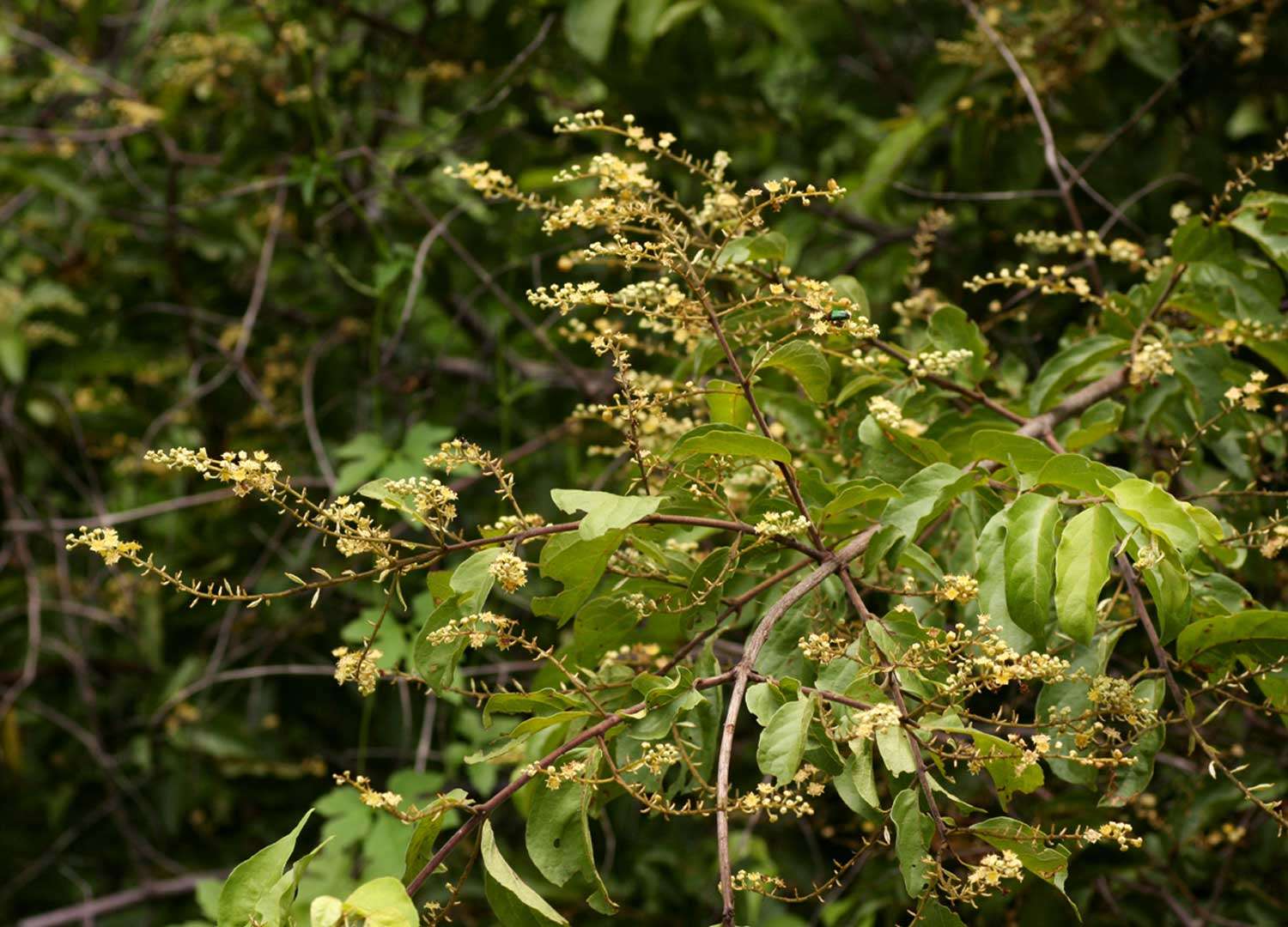 Image of Savanna bushwillow