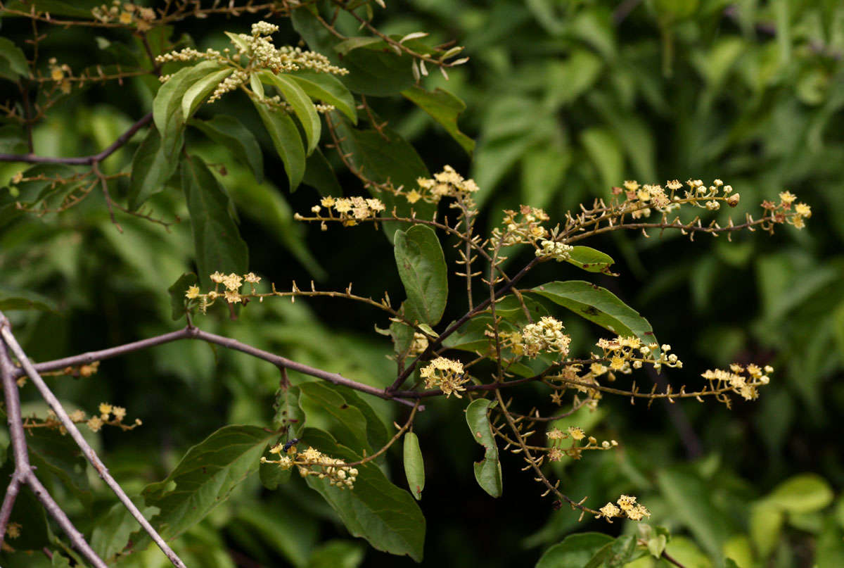 Image of Savanna bushwillow