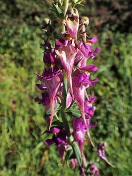 Image of Linaria triornithophora (L.) Willd.