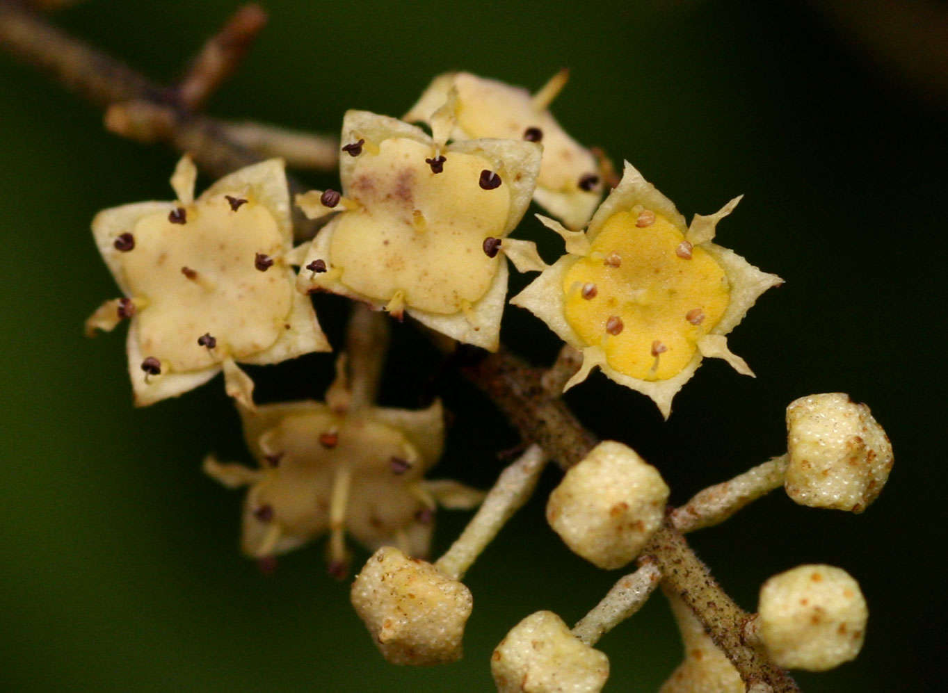 Image of Savanna bushwillow