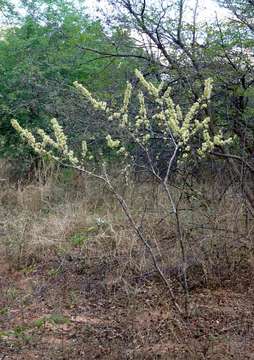 Imagem de Combretum elaeagnoides Klotzsch