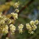 Image of Large-fruited jesse-bush combretum