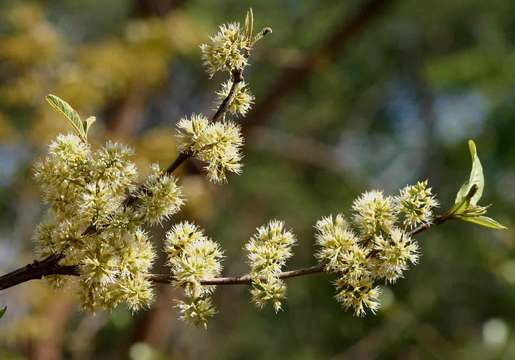 Imagem de Combretum elaeagnoides Klotzsch