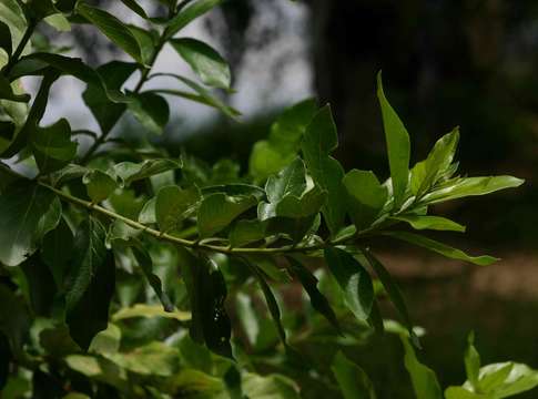 Image de Combretum erythrophyllum (Burch.) Sond.