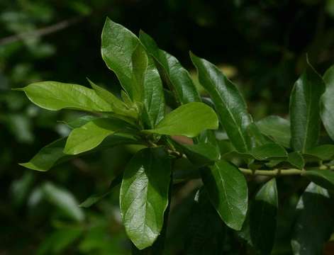 Imagem de Combretum erythrophyllum (Burch.) Sond.