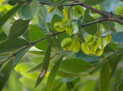 Imagem de Combretum erythrophyllum (Burch.) Sond.