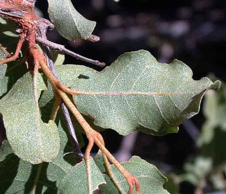 Imagem de Combretum imberbe Wawra