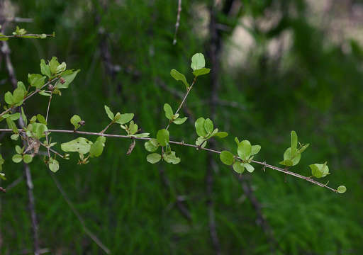 Imagem de Combretum imberbe Wawra