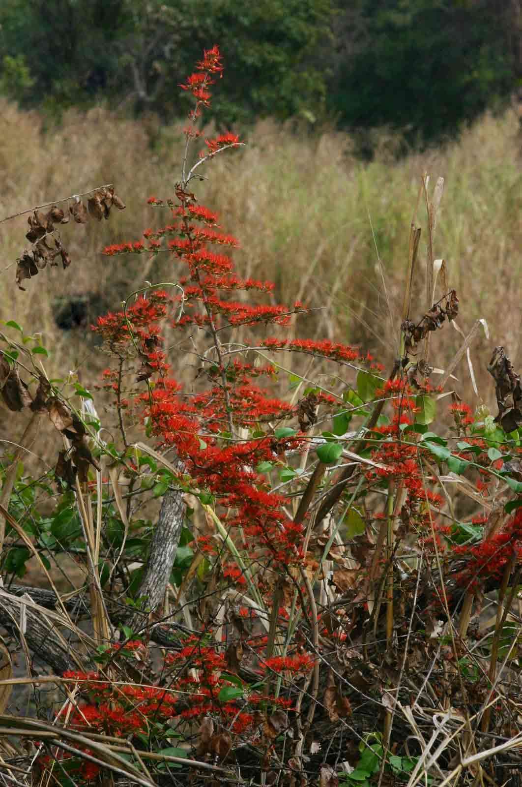 Image of Bambangwenya