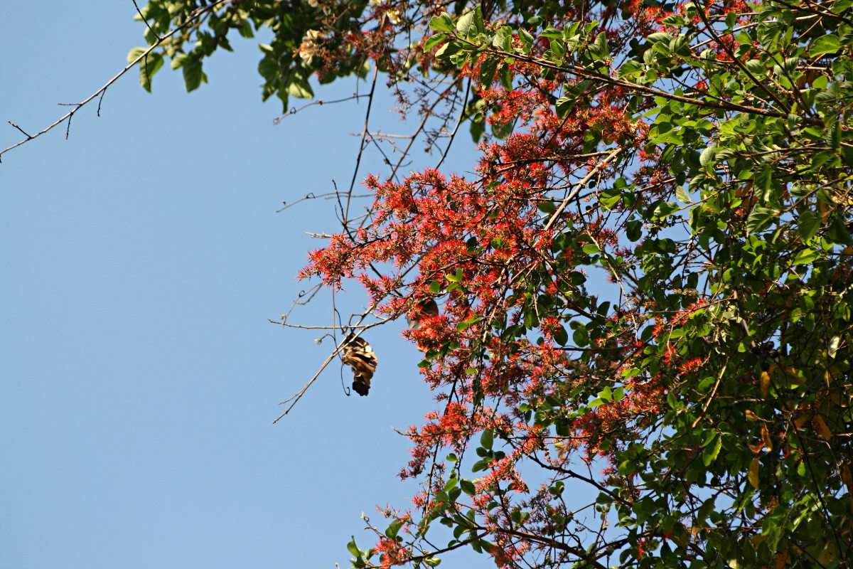 Image of Bambangwenya