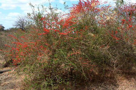 Image of Bambangwenya