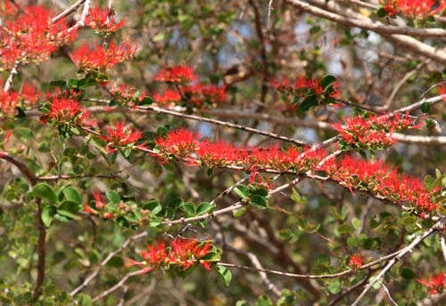 Image of Bambangwenya