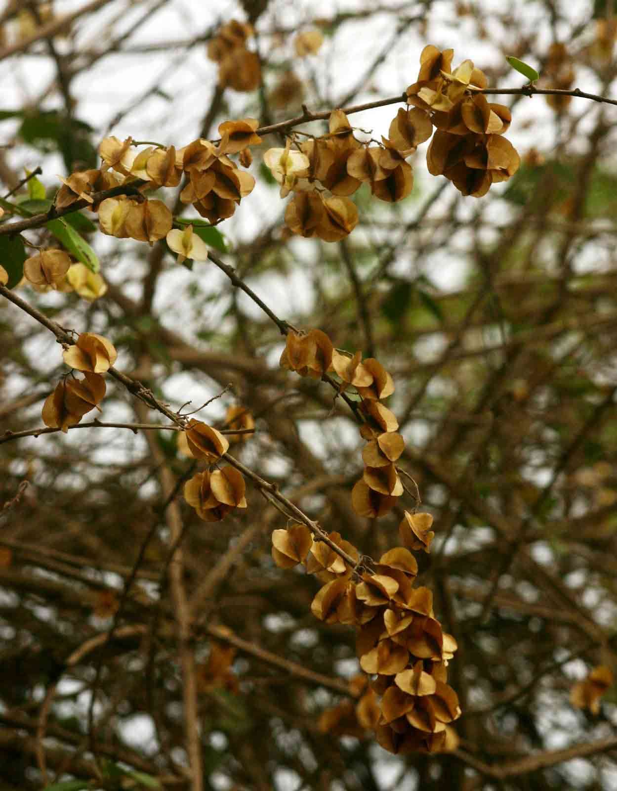 Image of Bambangwenya