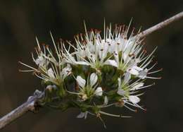 Imagem de Combretum mossambicense (Klotzsch) Engl.