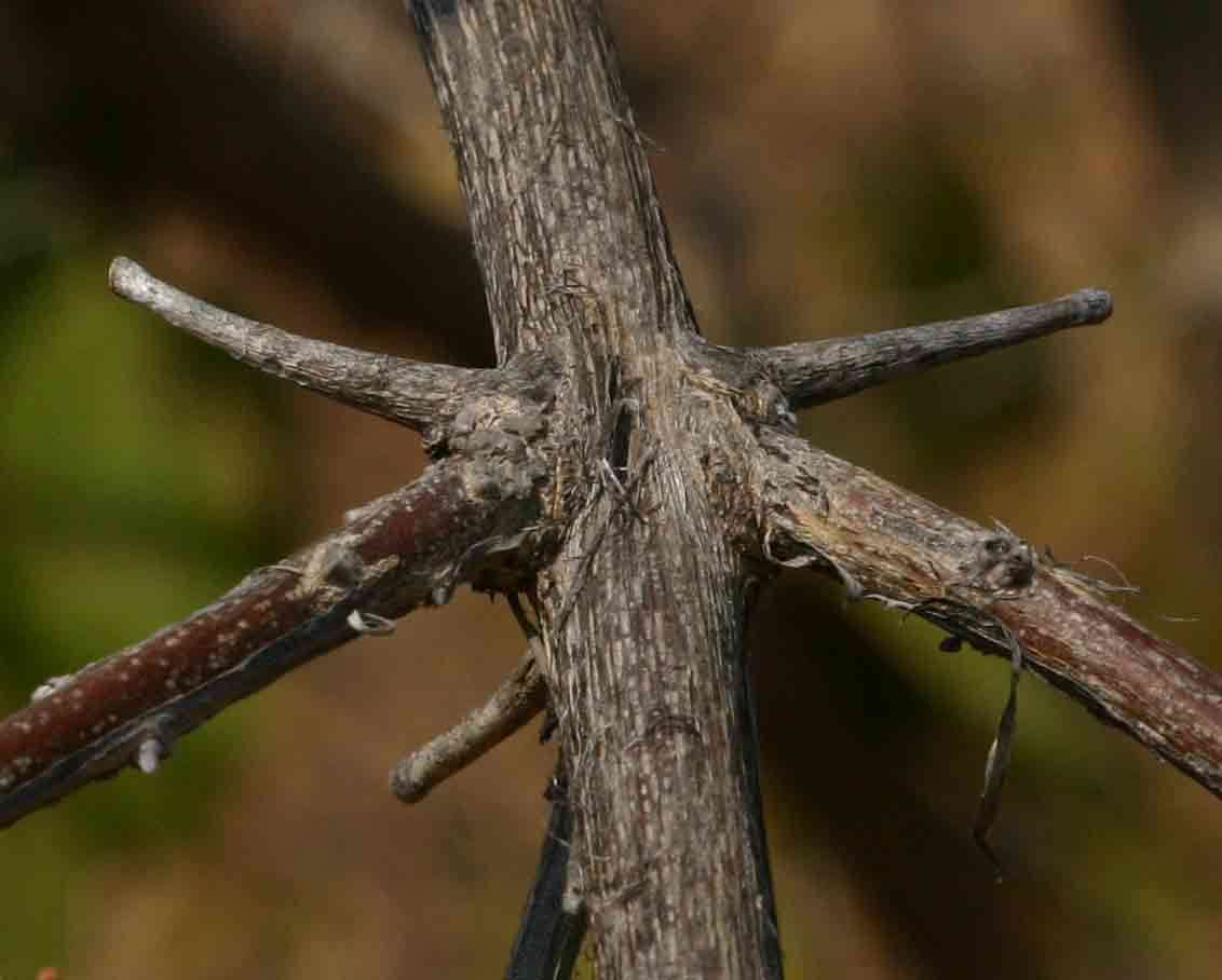 Imagem de Combretum mossambicense (Klotzsch) Engl.