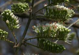 Imagem de Combretum mossambicense (Klotzsch) Engl.