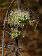 Imagem de Combretum mossambicense (Klotzsch) Engl.