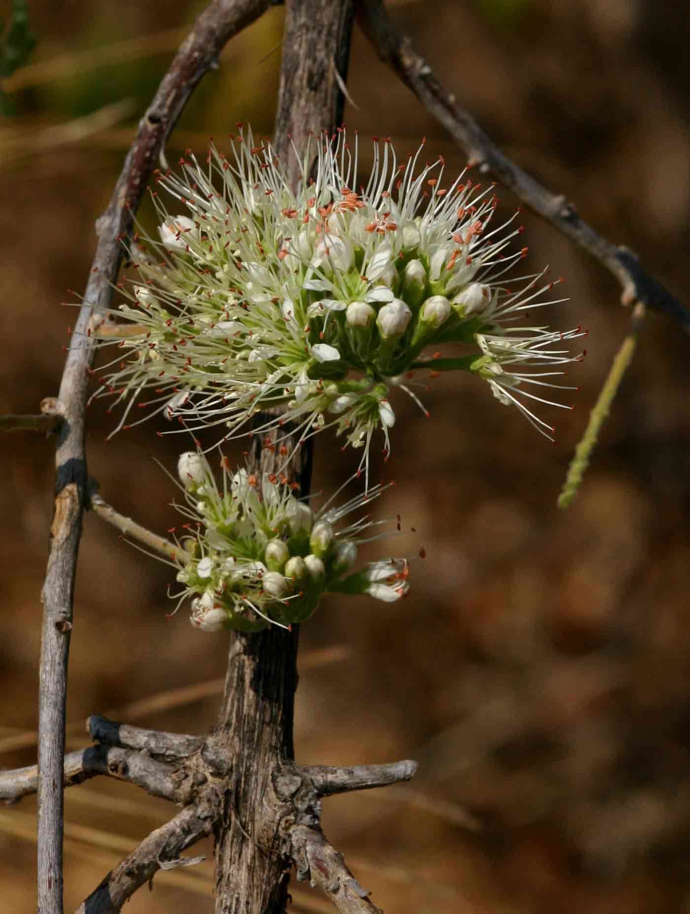 Imagem de Combretum mossambicense (Klotzsch) Engl.