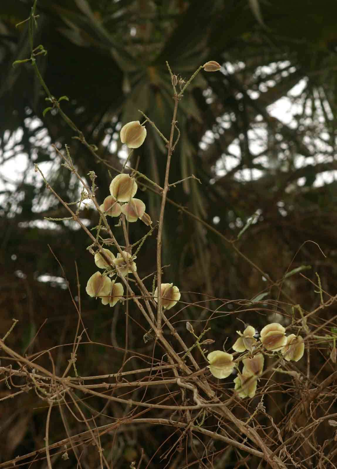 Imagem de Combretum mossambicense (Klotzsch) Engl.