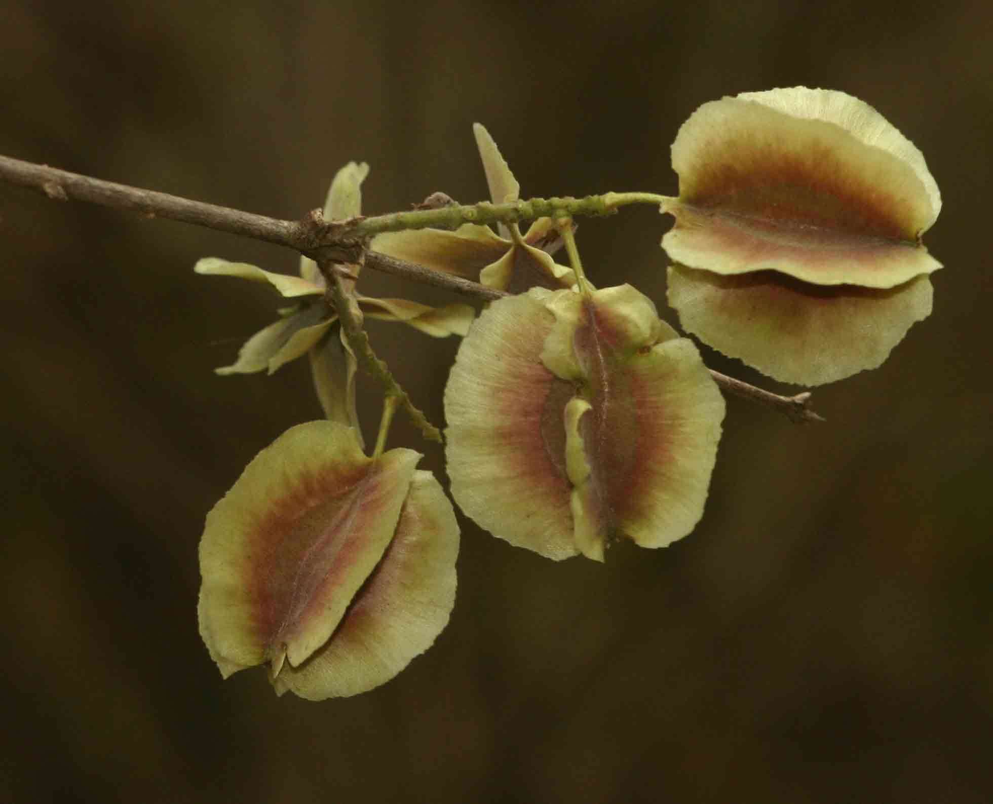 Imagem de Combretum mossambicense (Klotzsch) Engl.