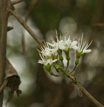 Imagem de Combretum mossambicense (Klotzsch) Engl.