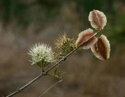 Imagem de Combretum mossambicense (Klotzsch) Engl.