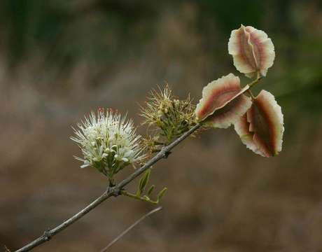 Imagem de Combretum mossambicense (Klotzsch) Engl.