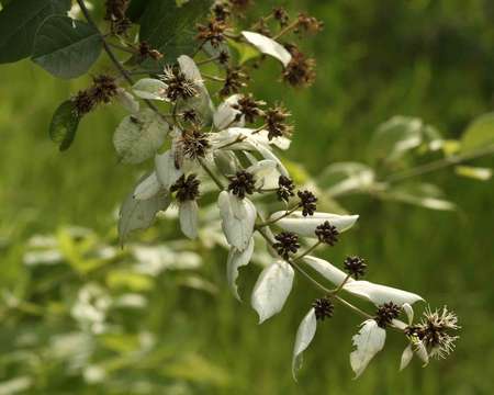 Image de Combretum obovatum F. Hoffm.