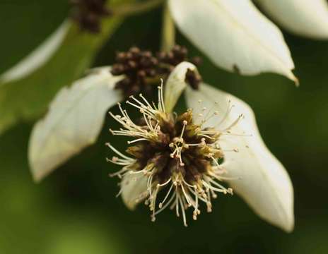 Image de Combretum obovatum F. Hoffm.