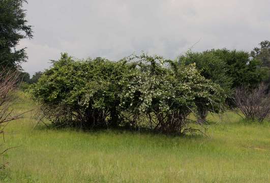 Image de Combretum obovatum F. Hoffm.