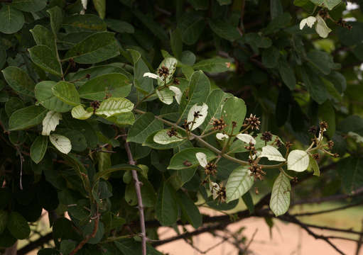 Image de Combretum obovatum F. Hoffm.