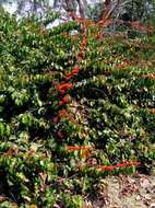 Image de Combretum paniculatum Vent.