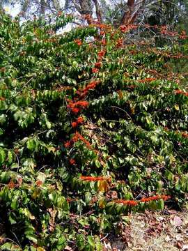 Image de Combretum paniculatum Vent.