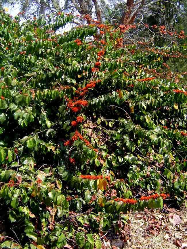 Image de Combretum paniculatum Vent.