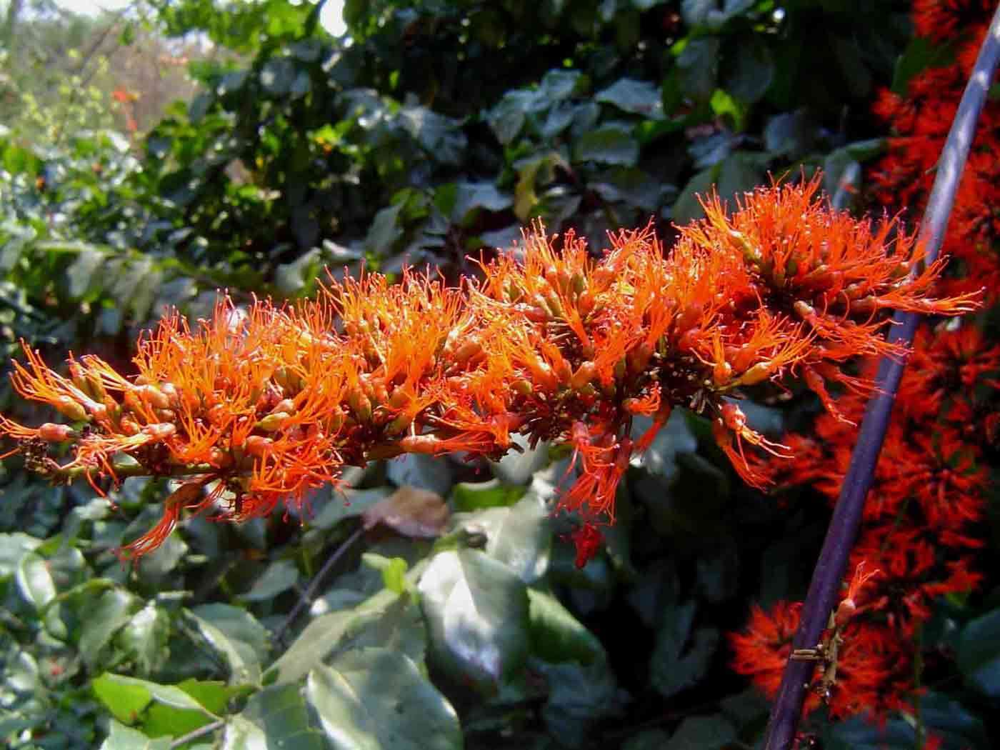 Image de Combretum paniculatum Vent.