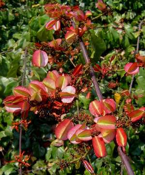 Image de Combretum paniculatum Vent.