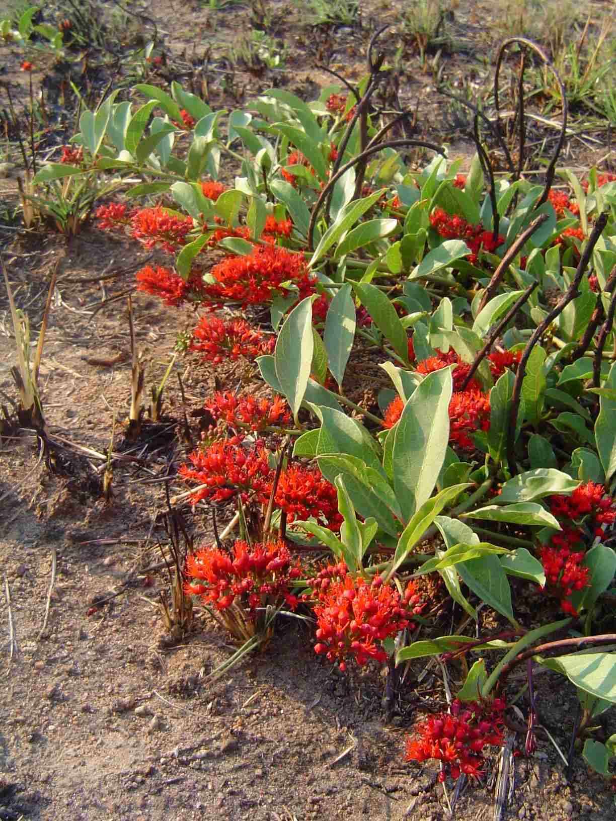 Image of Dwarf red combretum