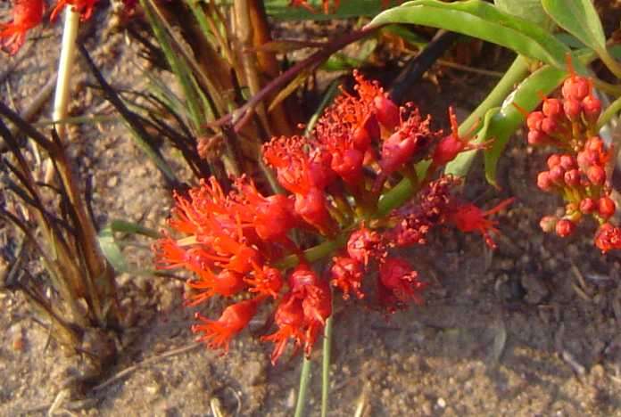 Image of Dwarf red combretum