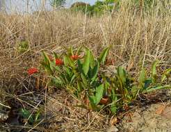 Image of Dwarf red combretum