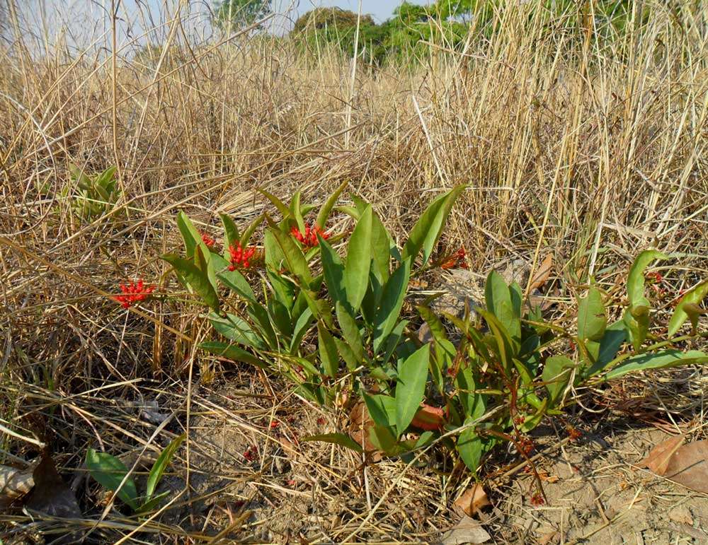 Image of Dwarf red combretum